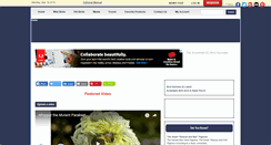 Desktop Screenshot of beautyofbirds.com